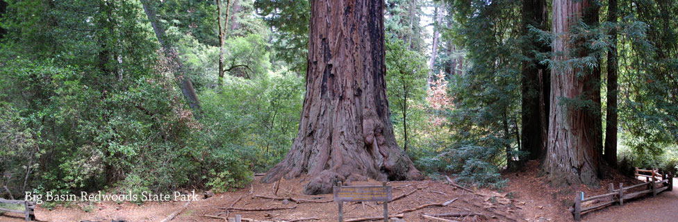 Big Basin Redwoods State Park, CA