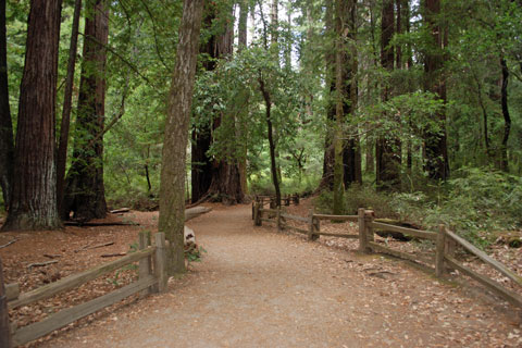 Trail in Big Basin Redwoods State Park, CA