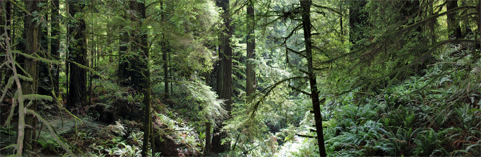 Del Norte Coast Redwoods State Park, California