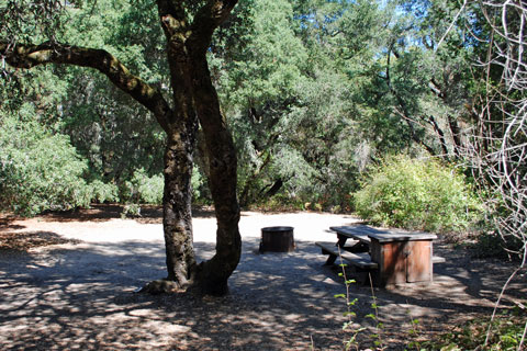 Campground at Henry Cowell Redwoods State Park, CA