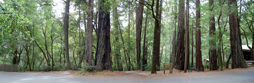 Portola Redwoods State Park, CA