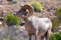 Bighorn Sheep, CA