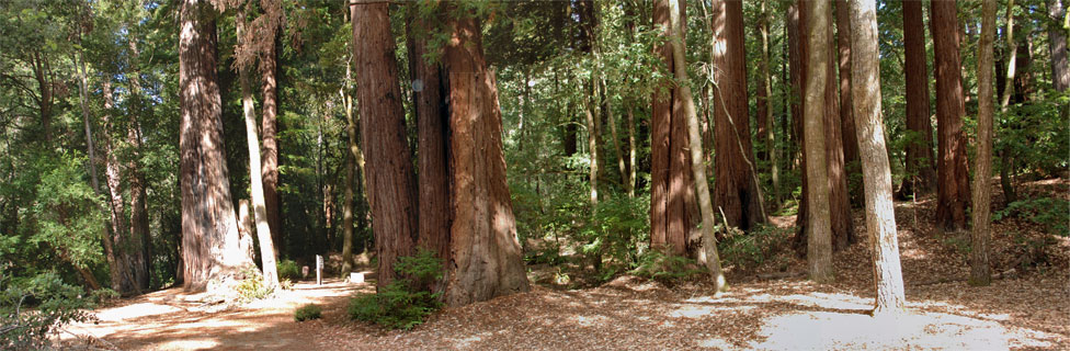 coastal redwoods, CA