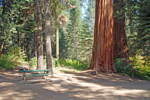 Balch Park Campground, Mountain Home Demonstration State Forest, CA