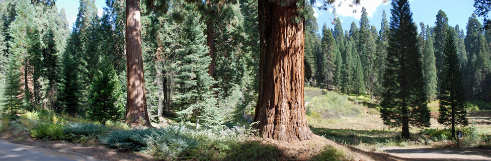 Giant Sequoias along Memorial Trail, Mountain Home, Tulare County, California