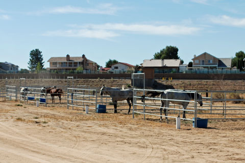 Mojave Narrows Regional Park Equestrian campground, San Bernardino County, CA