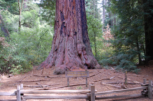 Big Basin Redwoods State Park, Central California campgrounds