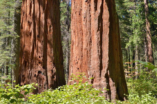 Calaveras Big Trees State Park, Central California campgrounds