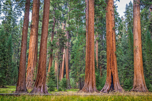Sequoia trees, Sequoia National Park, Southern California campgrounds
