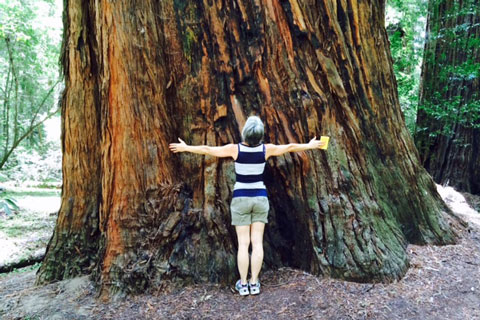 Redwood tree at Hendy Woods State Park, CA