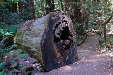log at Richardson Grove State Park, CA