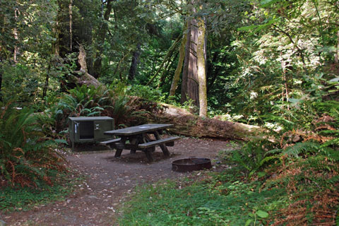 Jedediah Smith Redwoods State Park Hike and Bike campsite