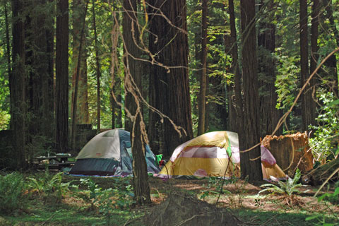 Williams Grove Group Campground, Humboldt Redwoods State Park, CA