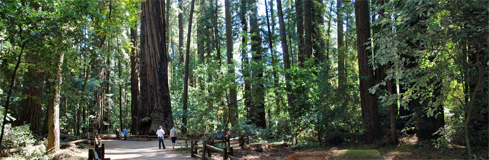 Henry Cowell Redwoods State Park, CA