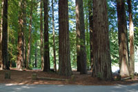 redwood empire,  Northern California campgrounds