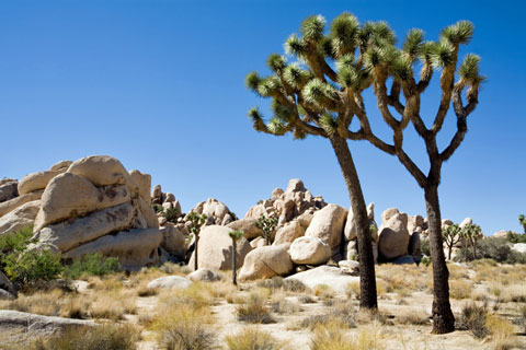 Joshua Tree National Park