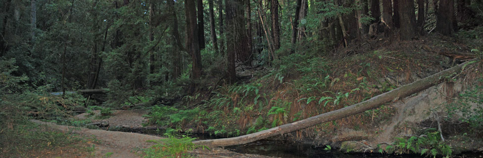 Butano State Park, CA