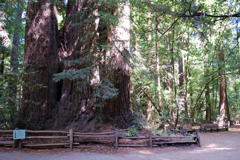 Henry Cowell Redwoods State Park, CA