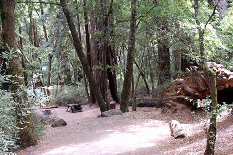 Huckleberry Campground, Big Basin State Park, CA