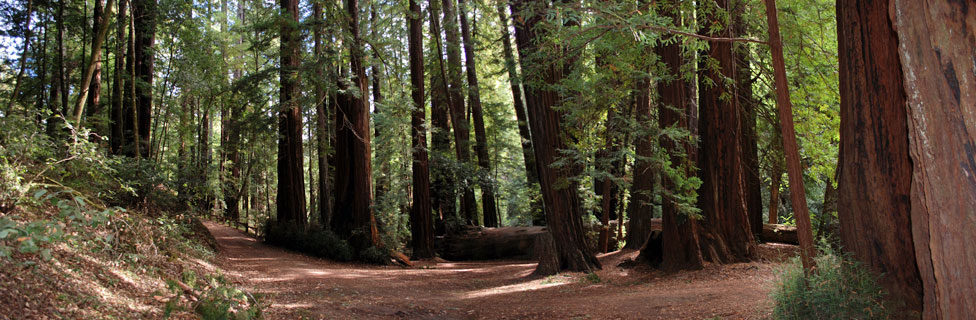 Memorial Park, SanMateo County, CA