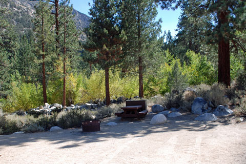 Big Trees Campground,  Inyo National Forest, CA