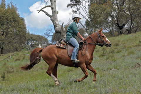 horseback rider