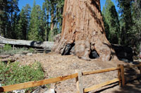 Giant Sequoia at Grant Grove, Kings Canyon National Park, CA