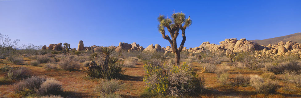 Joshua Tree National Park, CA