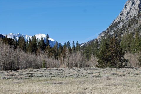 Iris Meadow, Rock Creek,  Inyo National Forest, CA