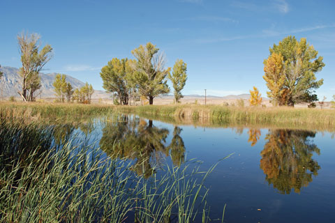 Millpond County Park, Inyo County, CA