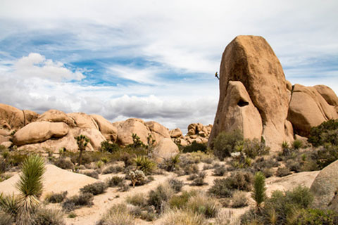 Joshua Tree Natiional Park rock climber