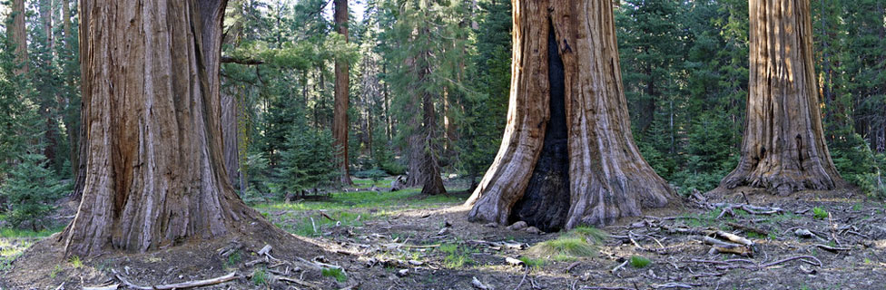 Sequoia National Forest, California