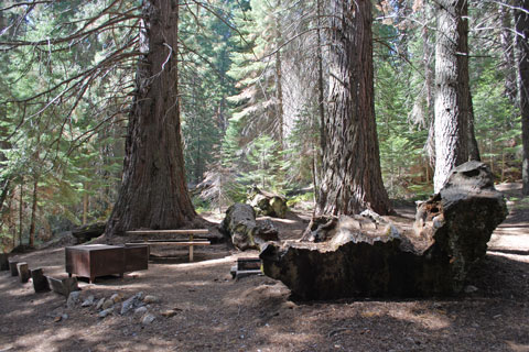 Frasier Mille Campground, Mountain Home Demonstration State Forest, CA