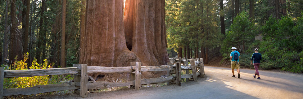 Grant Grove, Kings Canyon National Park, California