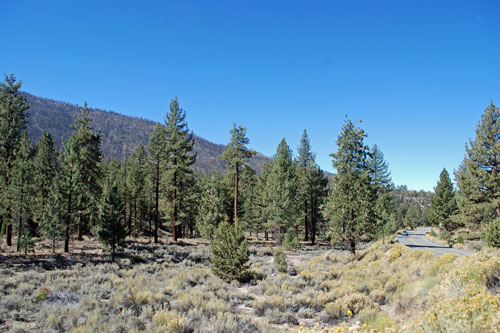 Barton Flats,  Southern California campgrounds