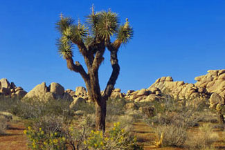 Joshua Tree,  Southern California campgrounds