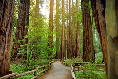 redwood empire,  Northern California campgrounds