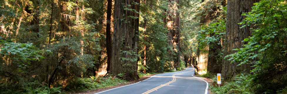 Avenue of the Giants, Humboldt Redwoods State Park, California