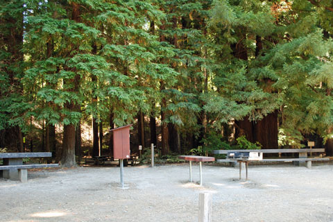 Dawn Redwood Group Campground, Richardson Grove State Park, CA