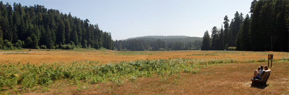 Prairie Creek Redwoods State Park, California