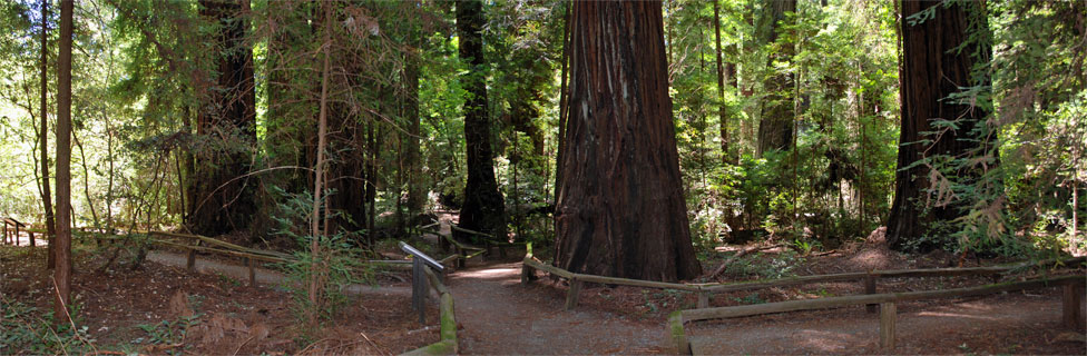 Richardson Grove State Park, California